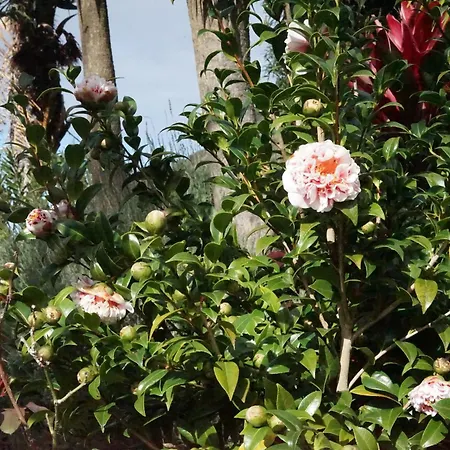 住宿加早餐酒店 Maderedocevida