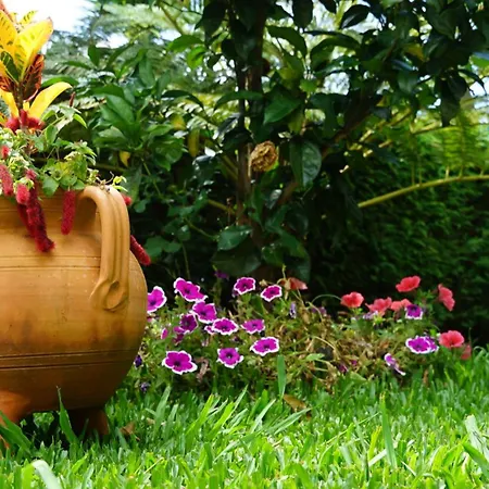 Maderedocevida Boaventura