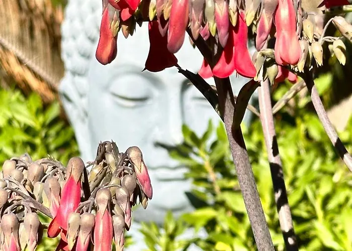 Maderedocevida Boaventura