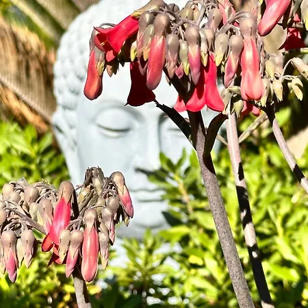 Maderedocevida Боавентура