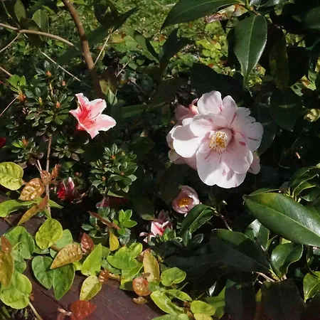 Maderedocevida Отель типа 