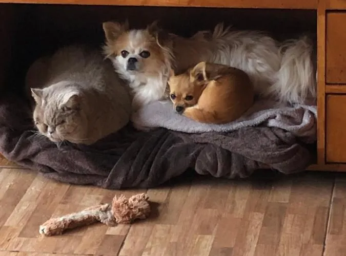 Maderedocevida 3* Boaventura