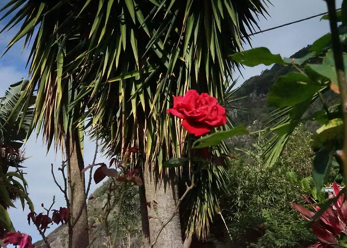 Maderedocevida B&B 보아벤투라